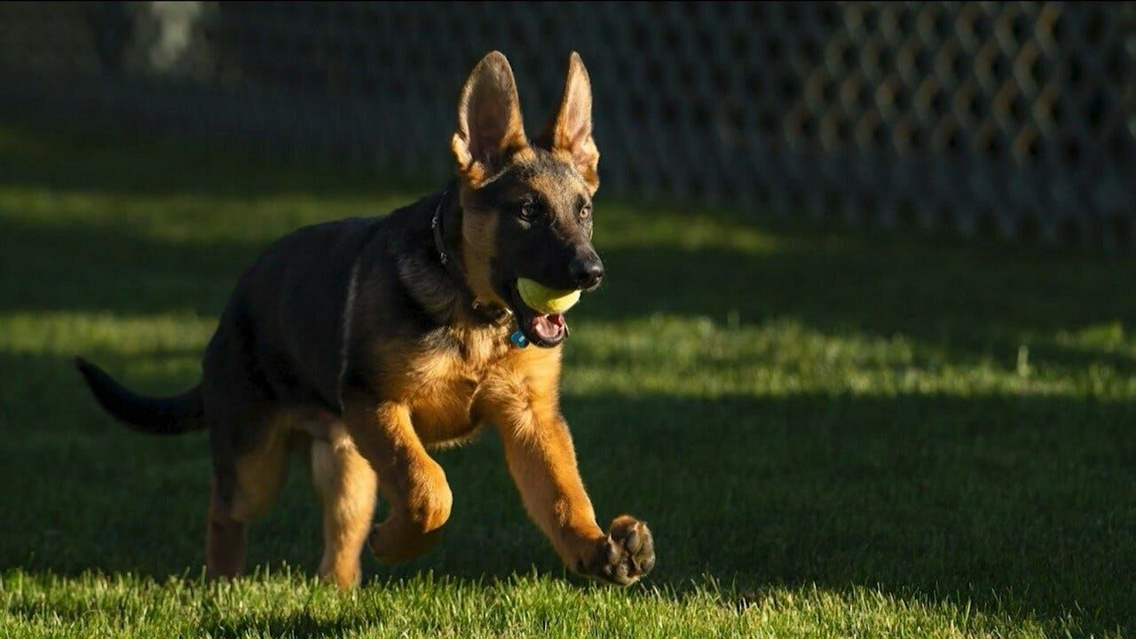 After President Biden Brings Home New Puppy, Finds New Home for Previous Dog, Local Experts Weigh In On What to Know When Bringing Home a New Animal